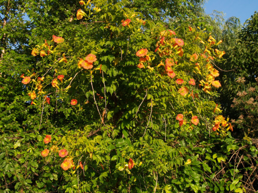 753632 (a): :2628x1971